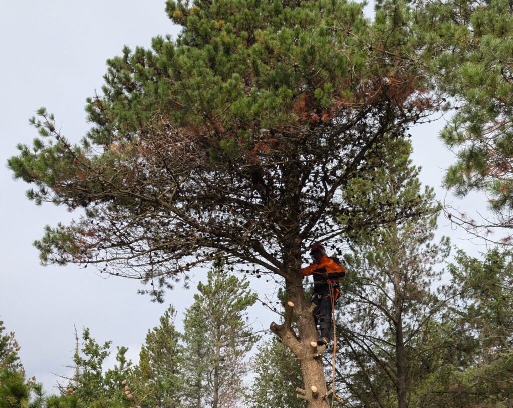topkapning arborist klatring nedtagning sektionsfældning
