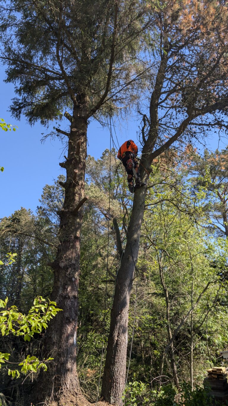 topkapning arborist