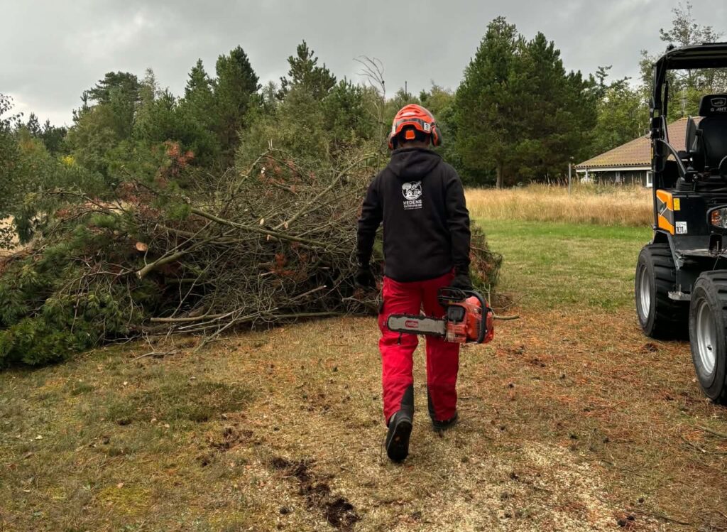 Zander træfældning Hedens Entreprise Hjørring Brønderslev Frederikshavn Bratten